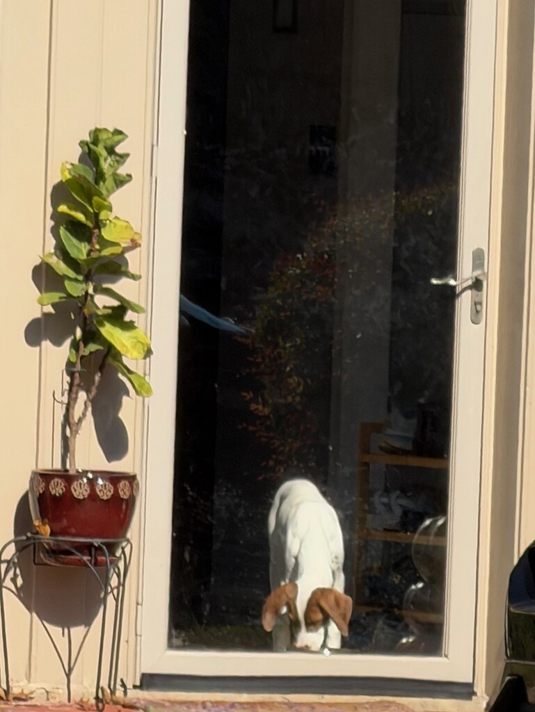 Who’s a Good Boy? by allie912