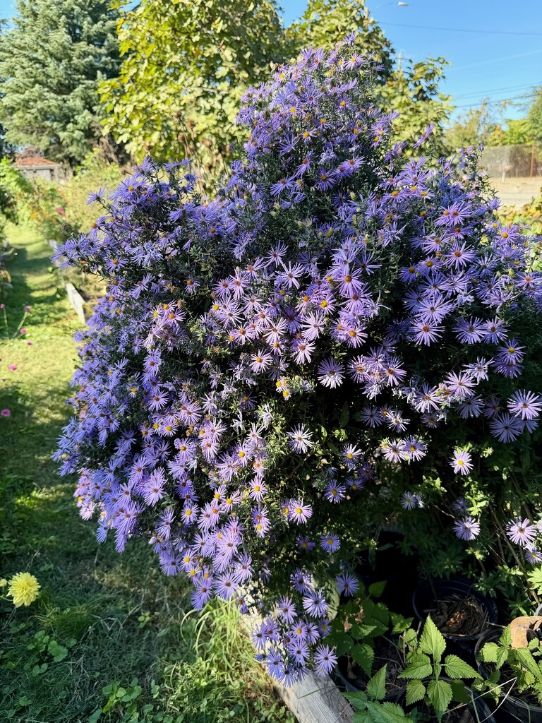 Aster-Nomical by allie912