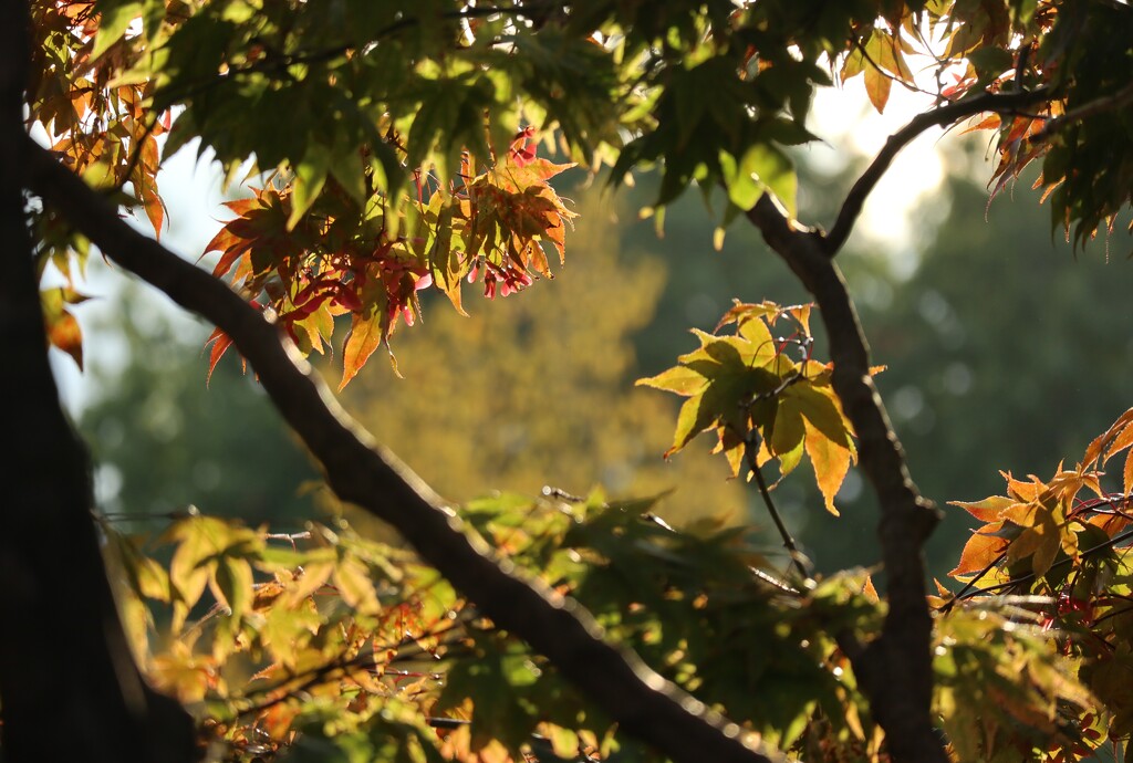 October Light by 365projectorgheatherb