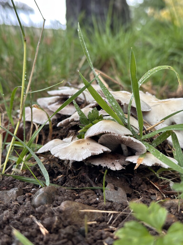 Rain is back  by pandorasecho