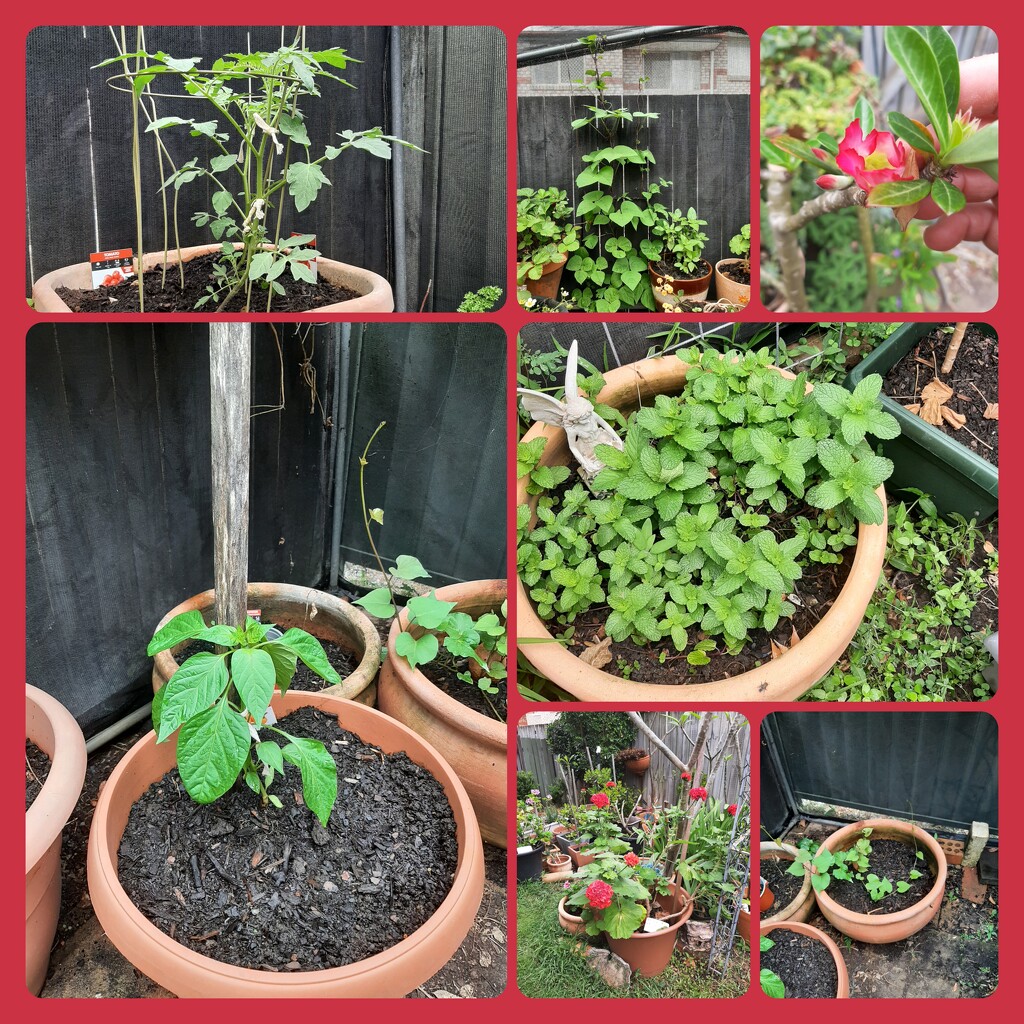 Spring Growth  by mozette