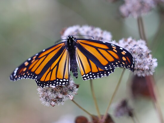 Monarch in the Woods on 365 Project