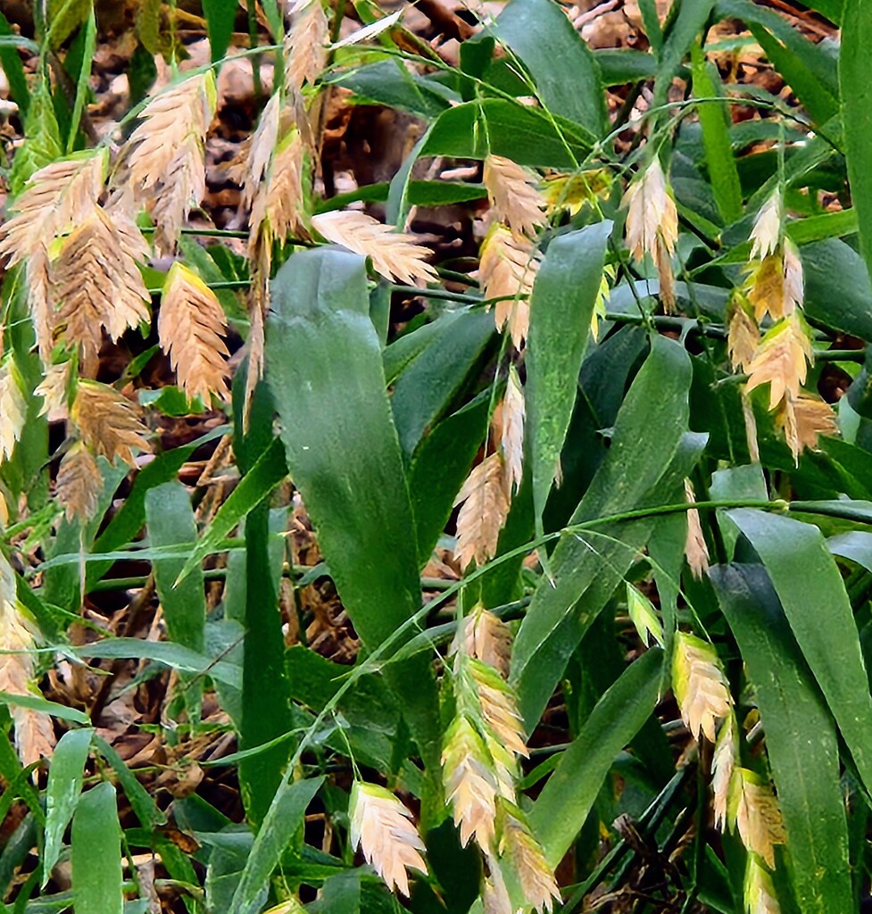 Sea Oates by alyclark