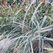 Grasses in Fall Color