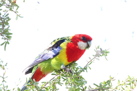 Unintentional high key.... on 365 Project