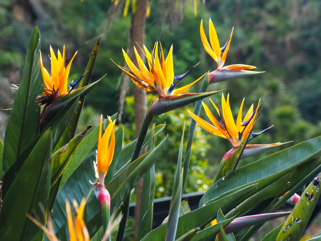 Spring enchantment 5 by christinav