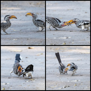 12th Oct 2025 - Botswana Day 13 - 1