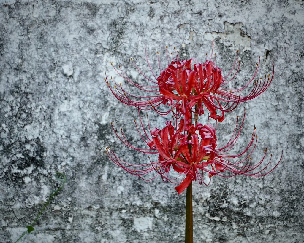 Red Spider Lily by eudora