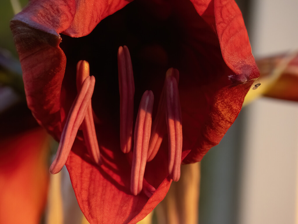 deep throat by koalagardens