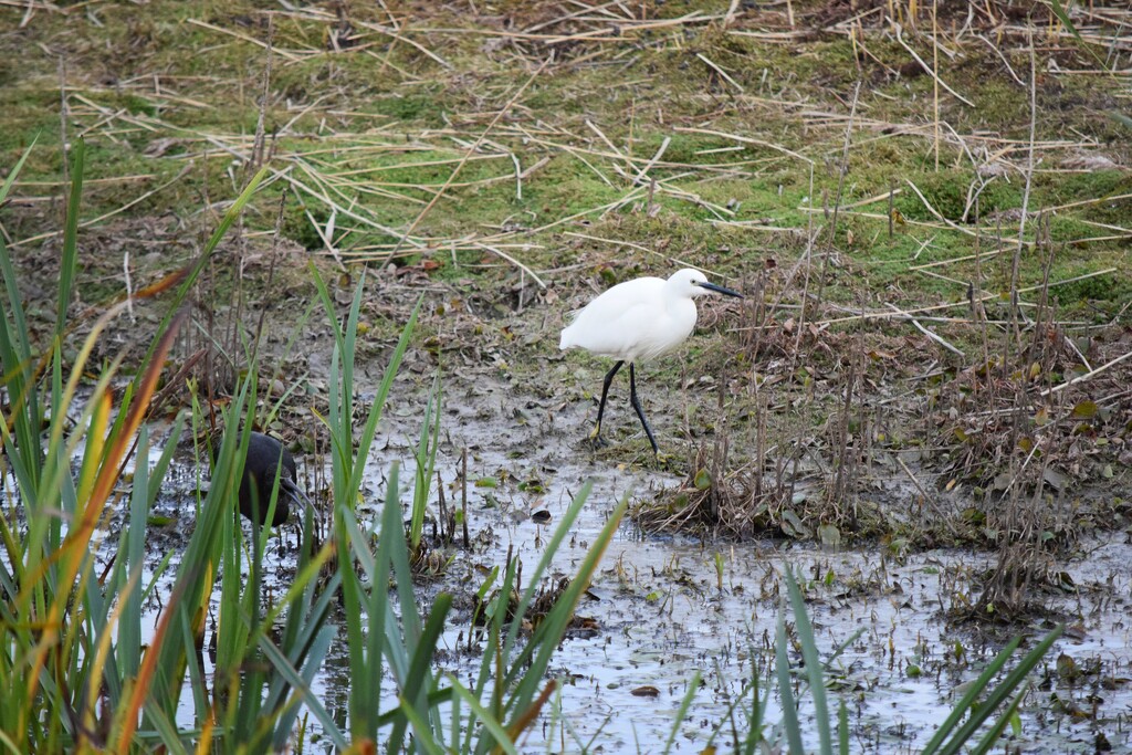 Egret strut by dragey74
