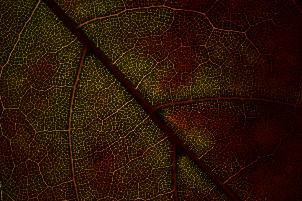 Leaf 11 by dragey74
