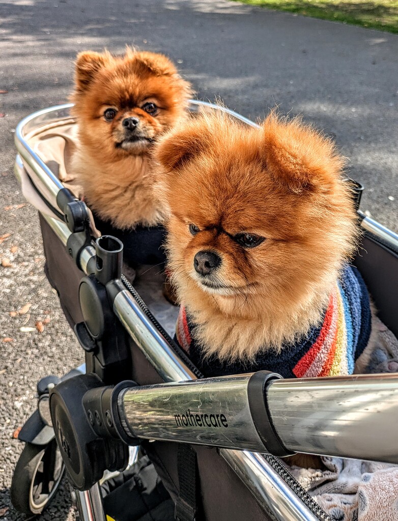 Peanut and Cocoa  by boxplayer