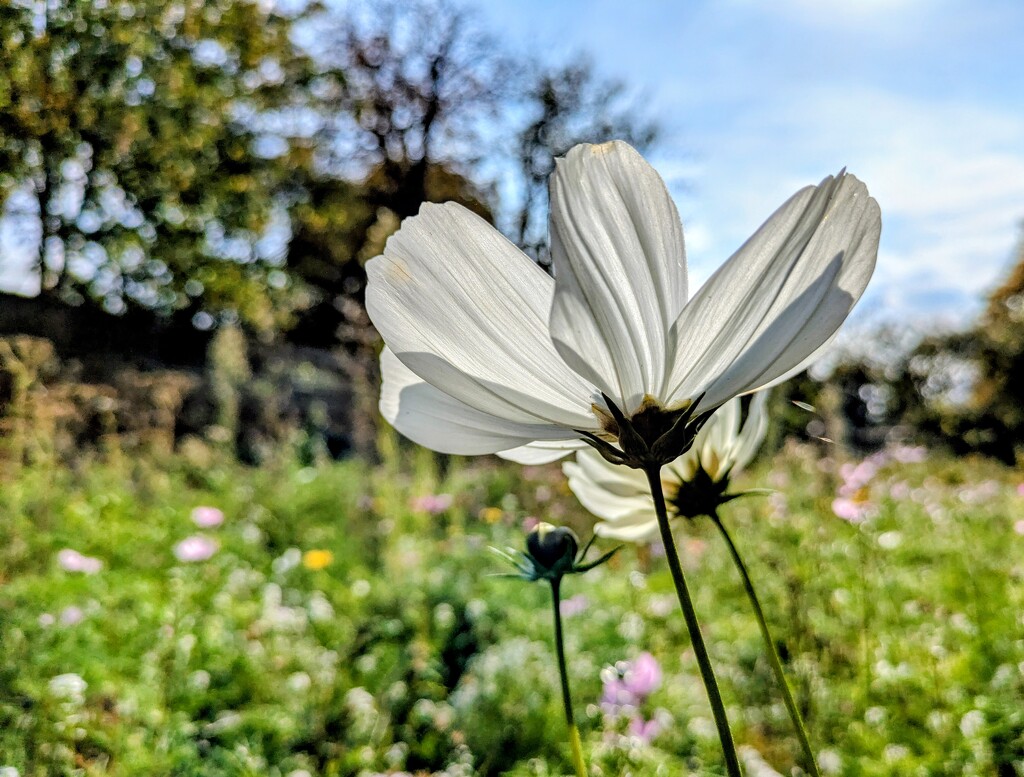 Autumn life  by boxplayer