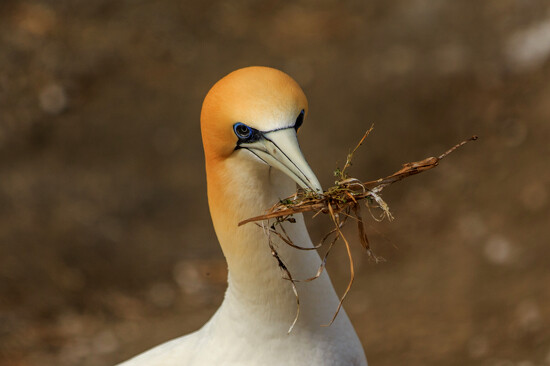 Let's build a nest on 365 Project