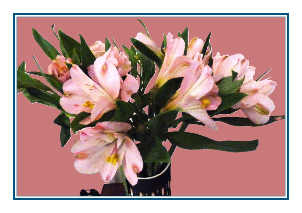 Alstroemeria. by beryl