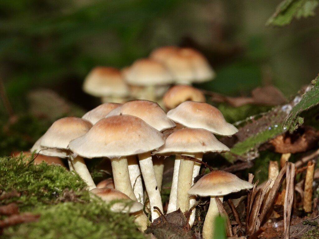 Mushrooms by phil_sandford