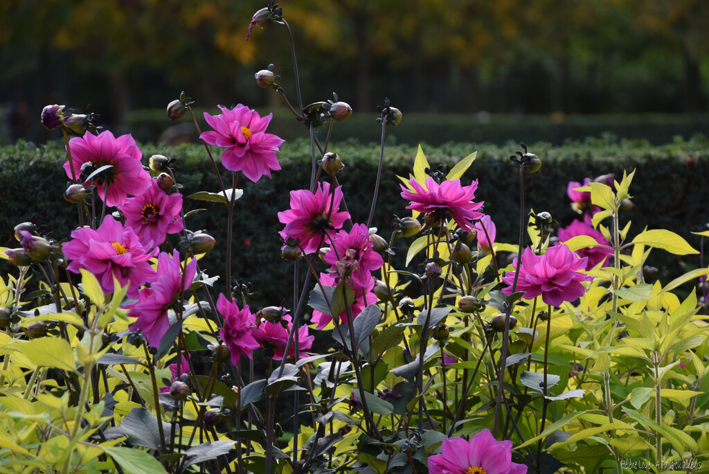 Dahlias by parisouailleurs