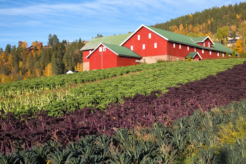 Fields of Autumn Greens by okvalle