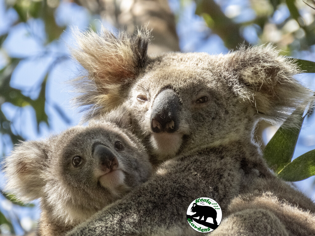 I got you babe by koalagardens