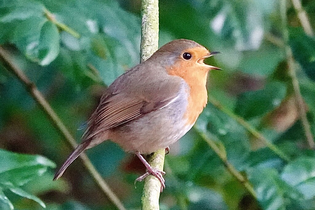 Communicating in Song by carole_sandford