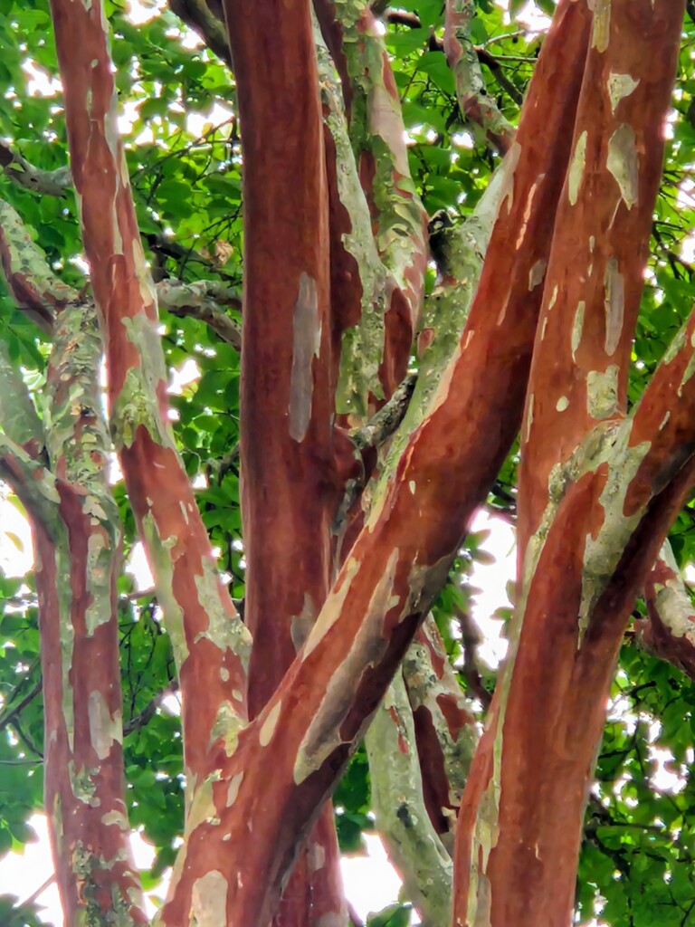 Autumn Beauty by alyclark