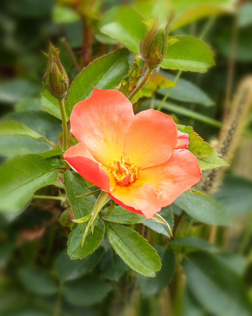 last rose by aecasey