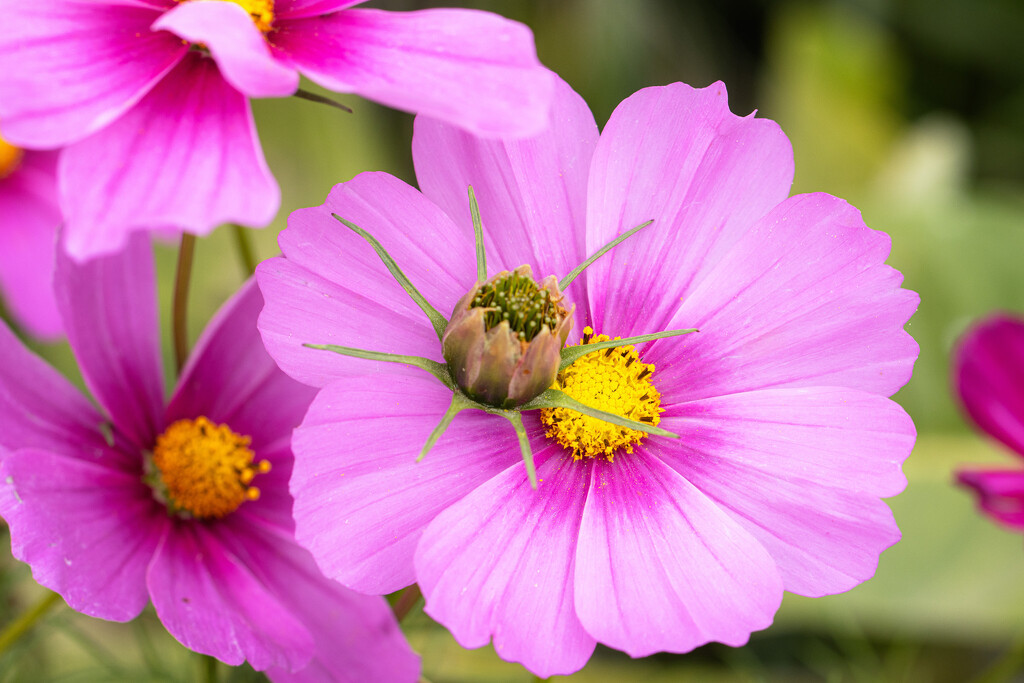 make way! by aecasey