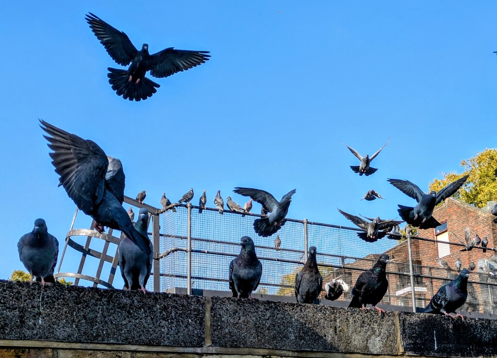 Pigeon party  by boxplayer