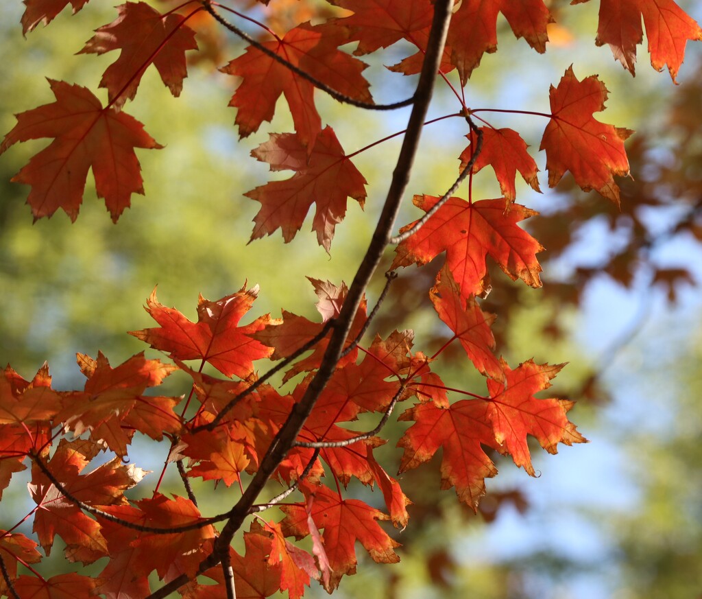 Autumn Sweep by 365projectorgheatherb