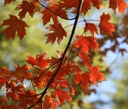 12th Oct 2025 - Autumn Sweep