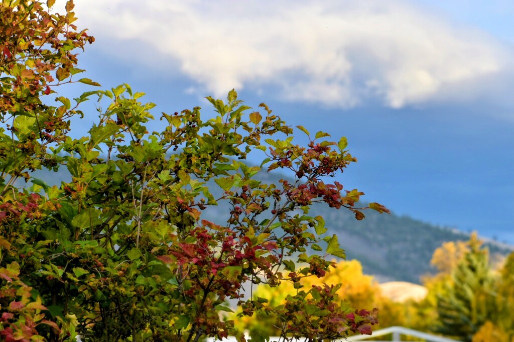 Autumn Colors by bjywamer