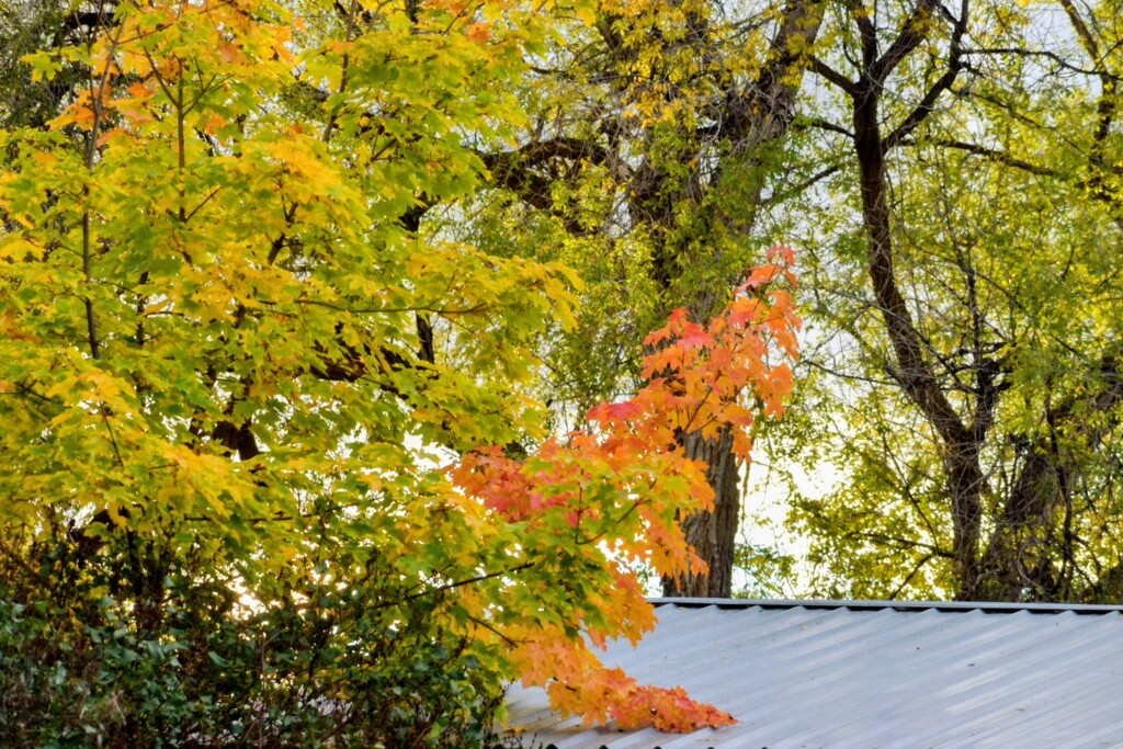 Looking Toward Our Neighbor's Garage by bjywamer