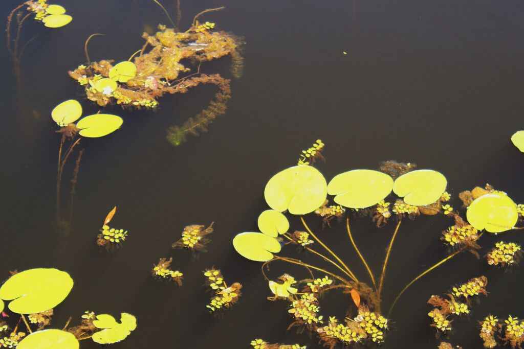 Nature's Artistry ~ by happysnaps