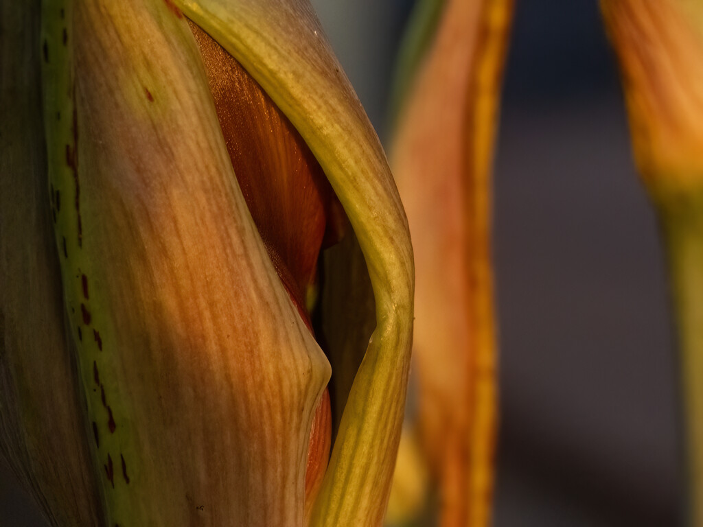 a budding hippy by koalagardens