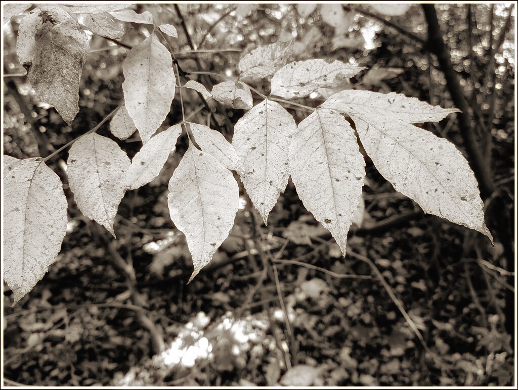 Wabi sabi leaves by zilli