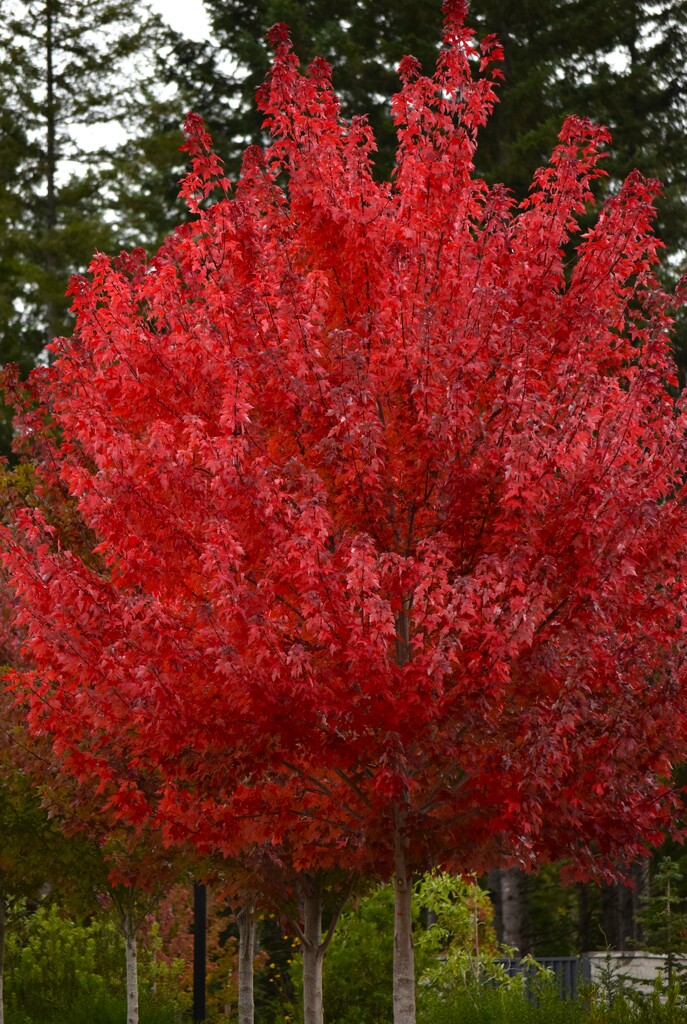 Flaming Tree by richyoung