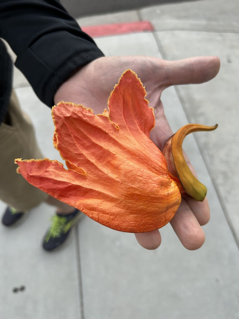 African Tuliptree by loweygrace