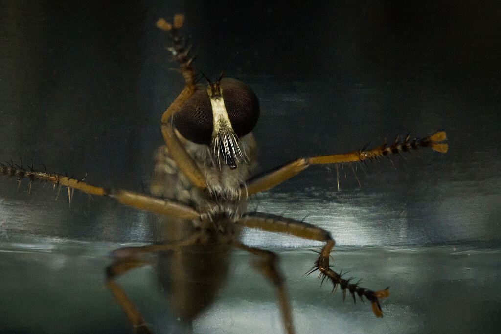 Big mozzie by jeneurell