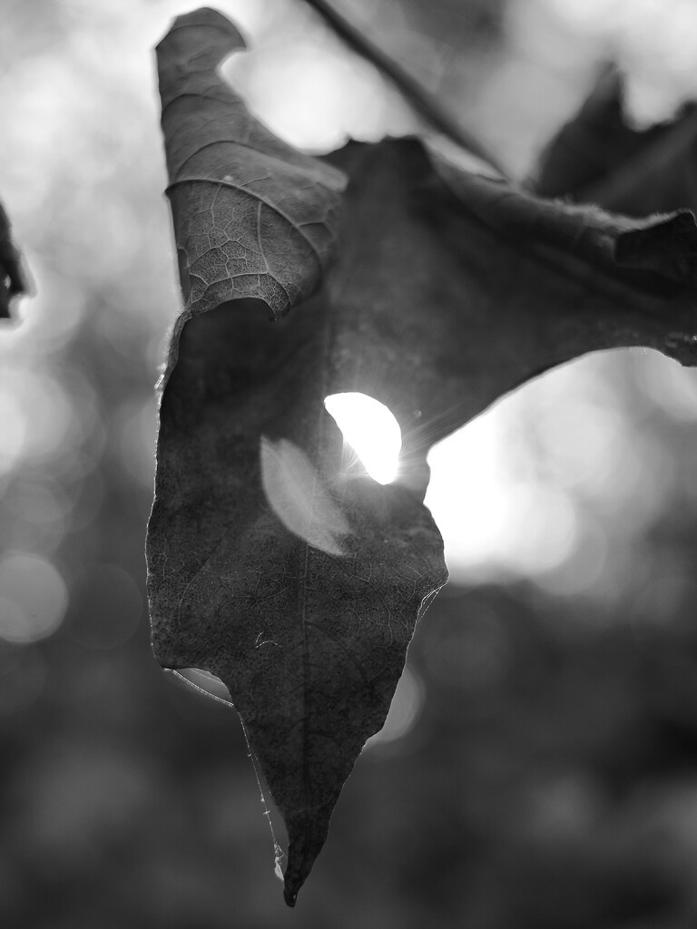 Strange Fall of Light by juliedduncan