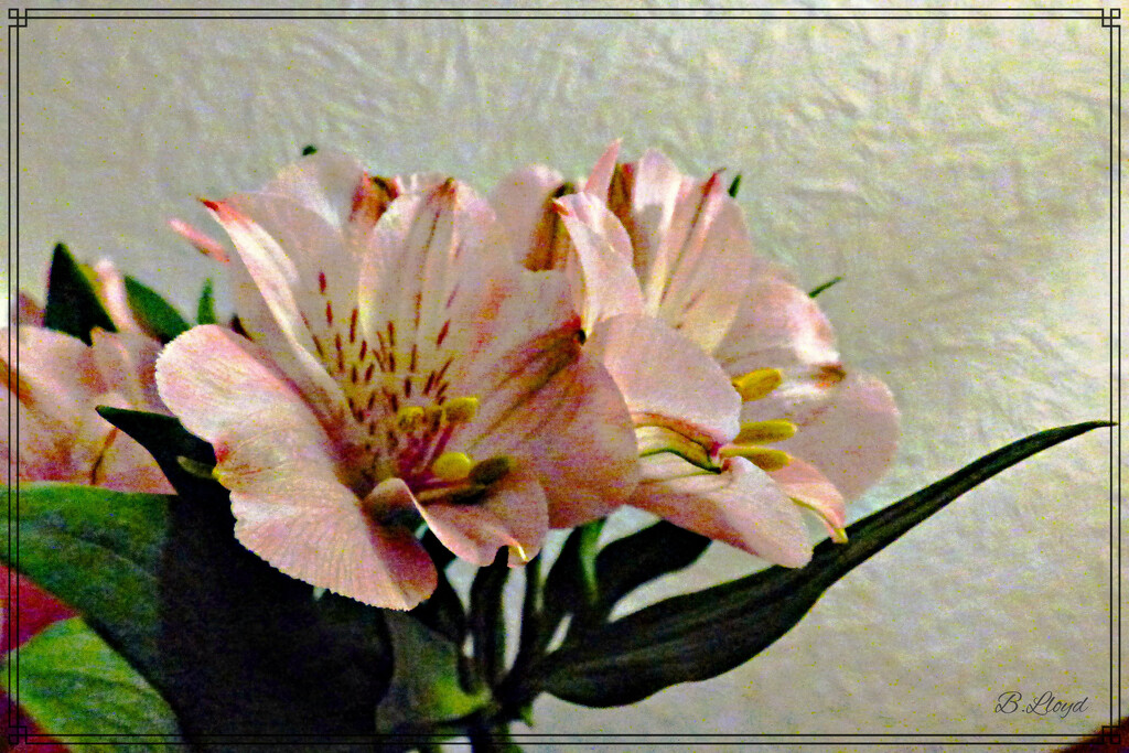 Alstroemeria 2 by beryl