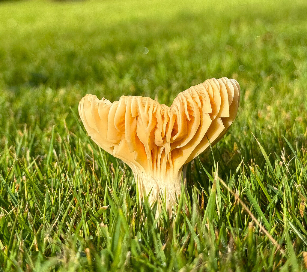 Waxgills by lifeat60degrees