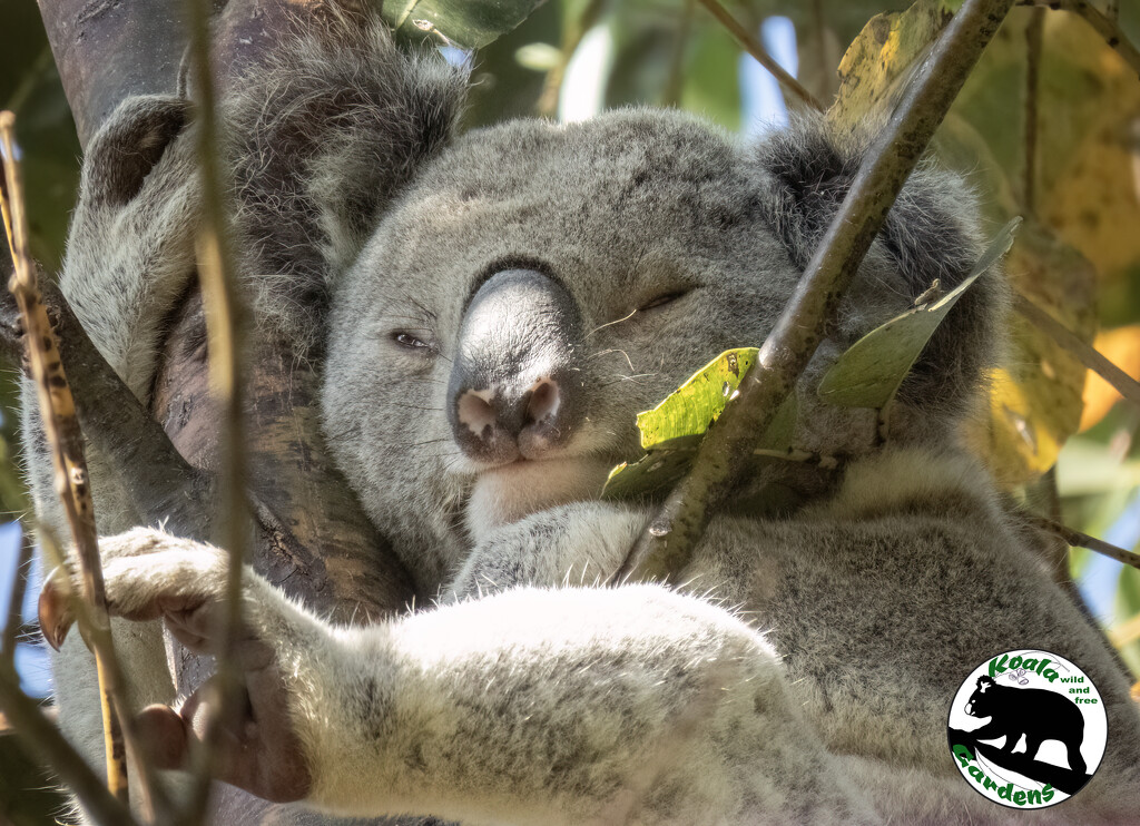too comfy to wake up thanks by koalagardens