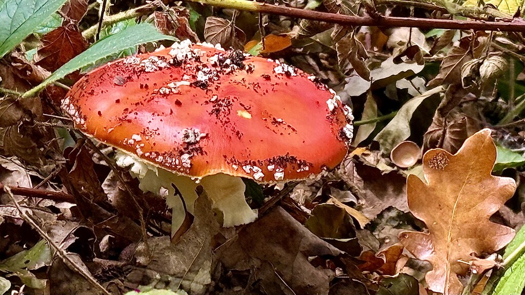 Fairytale Mushroom  by carole_sandford