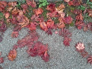 13th Oct 2025 - Acers dropping like flies