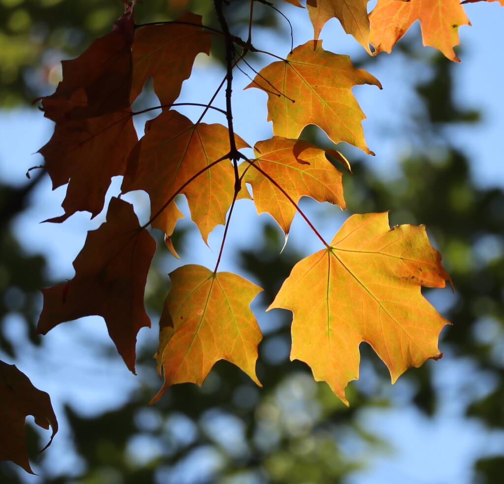 Nature's Palette by 365projectorgheatherb