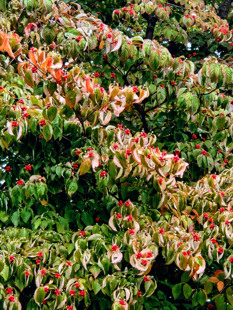 Autumn Colors by alyclark