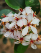14th Oct 2025 - Indian Hawthorn