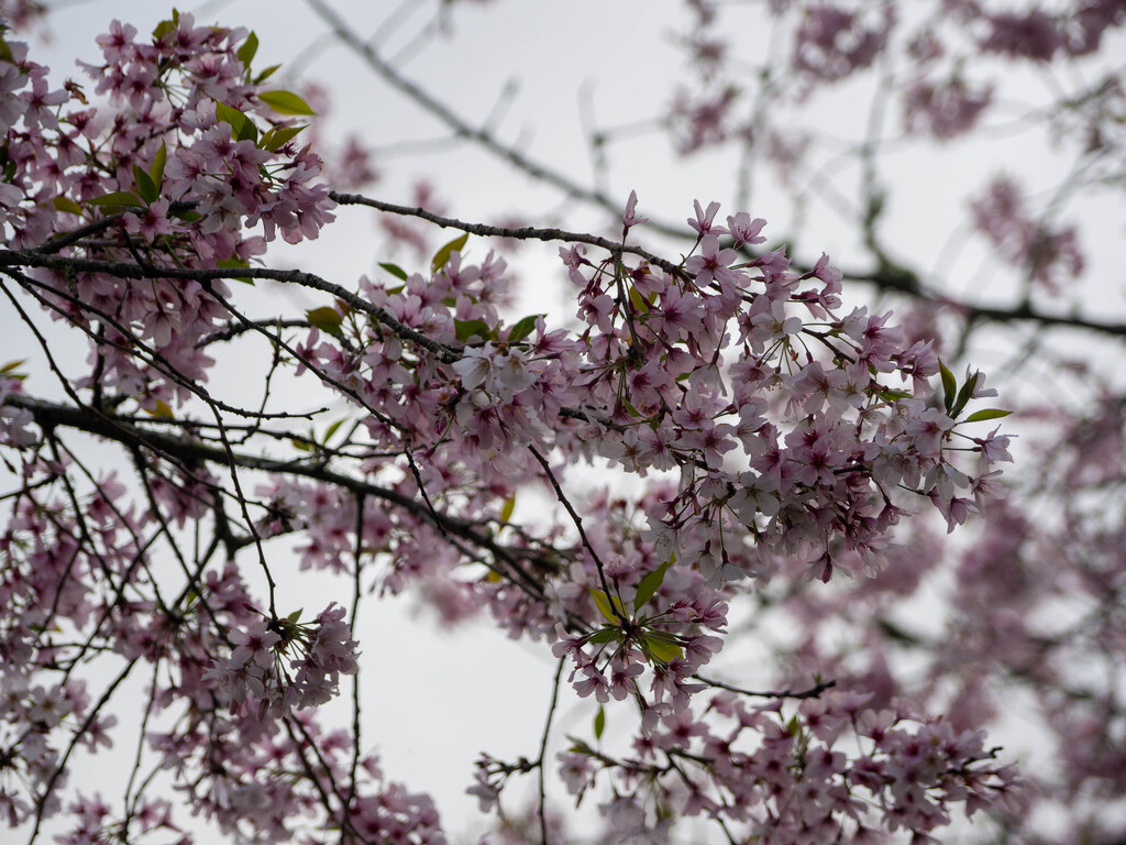 Blossoms blossoms blossoms by christinav
