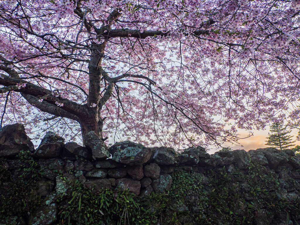 Blooming heck by christinav