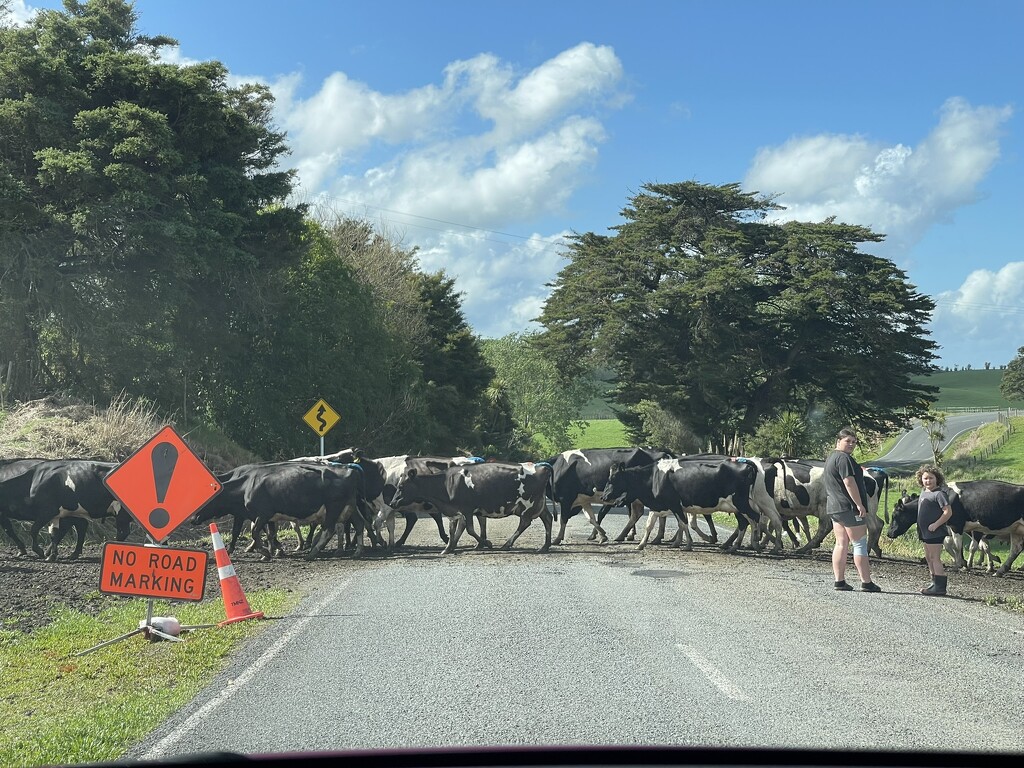 Moooove along by christinav